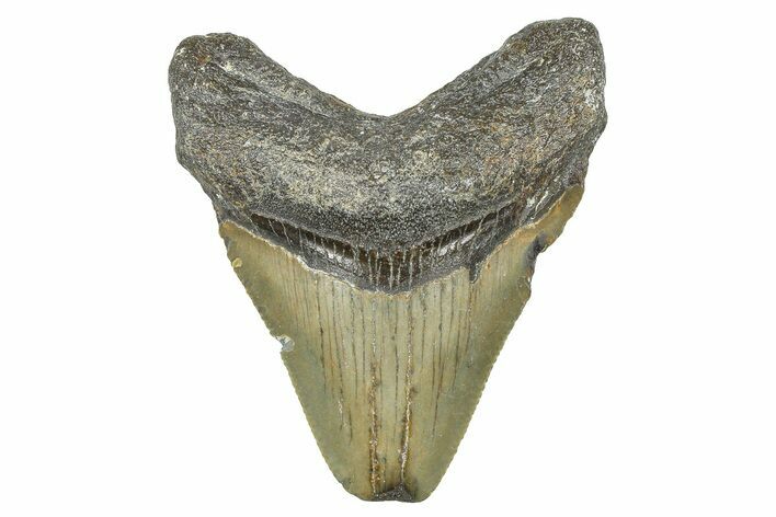 Juvenile Megalodon Tooth - North Carolina #371700